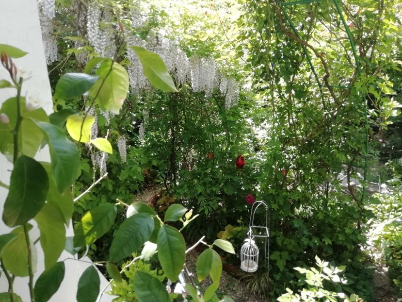  - Grădina 2020 continuare 1