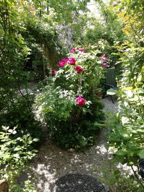  - Grădina 2020 continuare 1