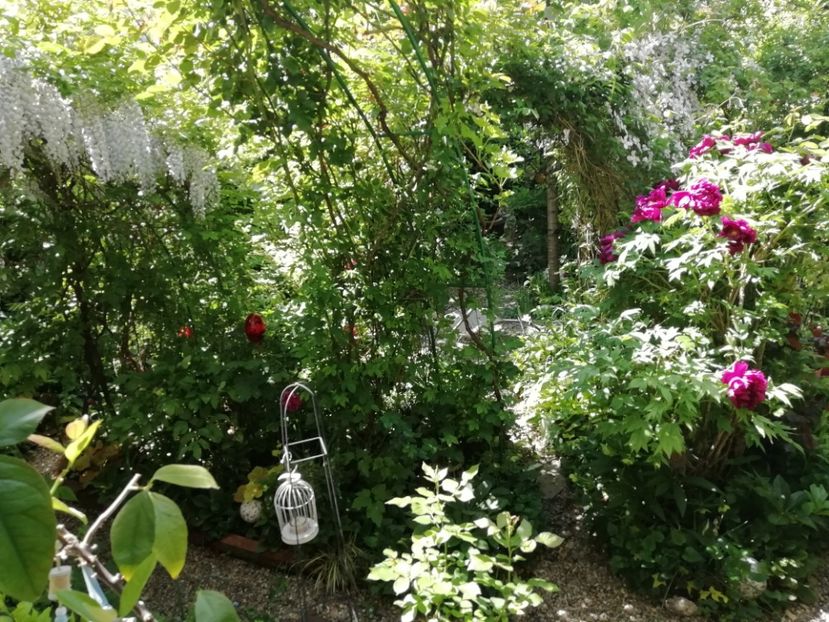  - Grădina 2020 continuare 1