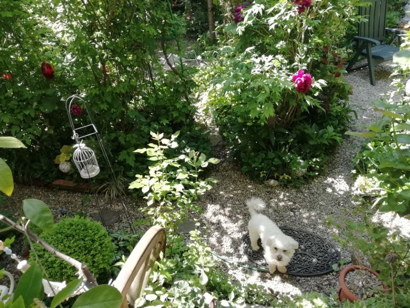  - Grădina 2020 continuare 1