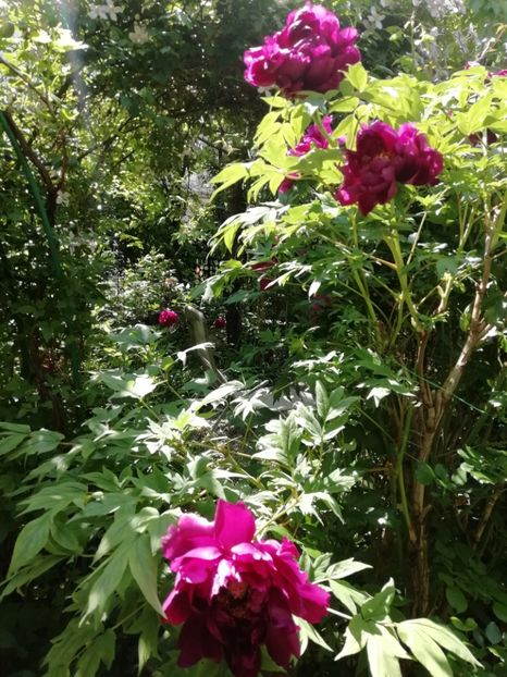  - Grădina 2020 continuare 1