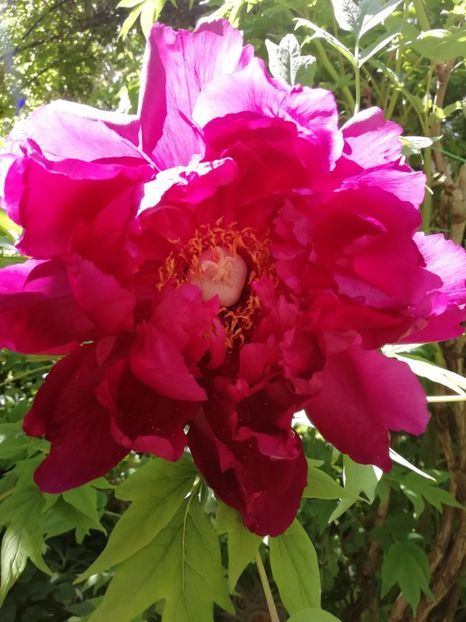  - Grădina 2020 continuare 1