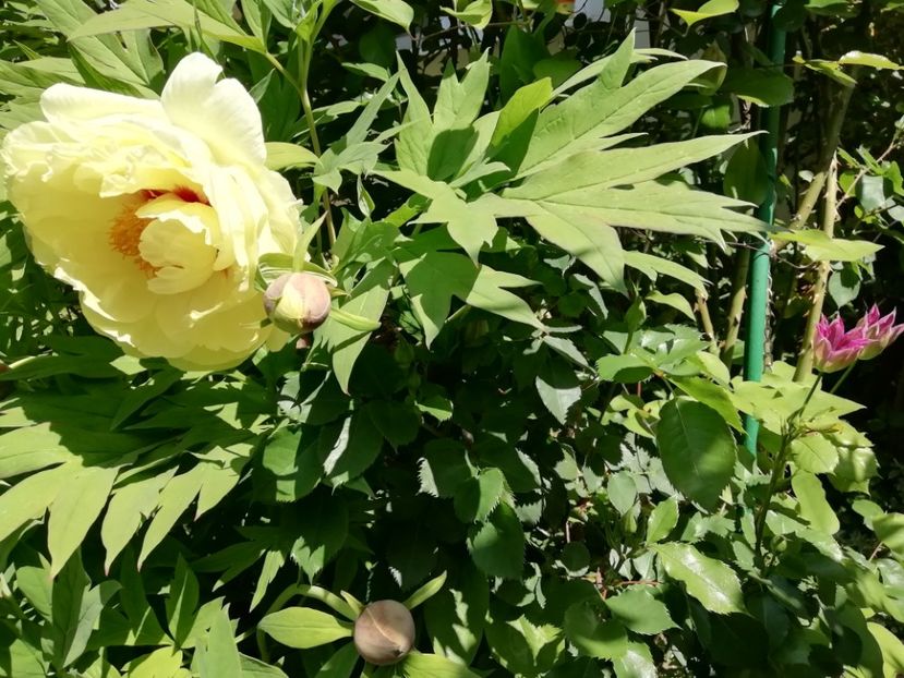  - Grădina 2020 continuare 1