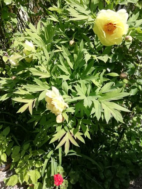  - Grădina 2020 continuare 1