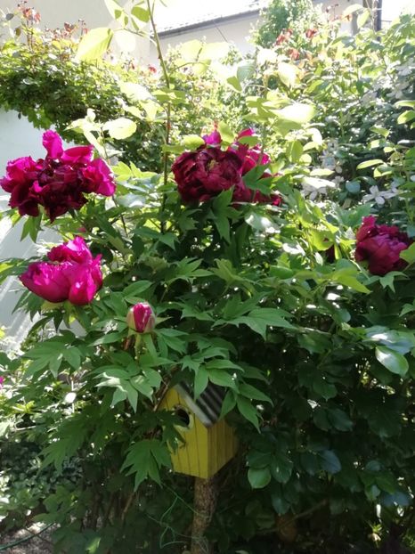  - Grădina 2020 continuare 1