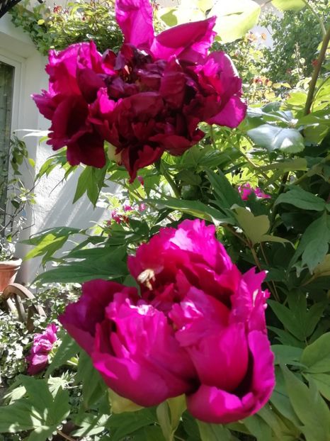  - Grădina 2020 continuare 1