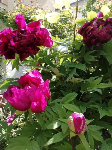  - Grădina 2020 continuare 1