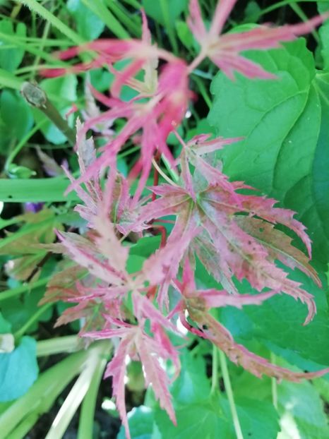 Wilsons Pink Dwarf - Grădina 2020 continuare 1