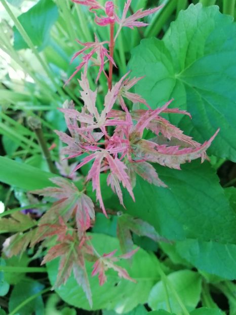  - Grădina 2020 continuare 1