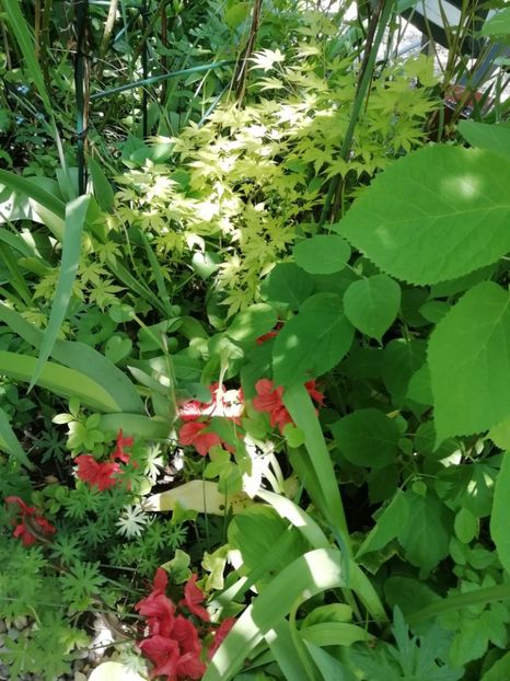  - Grădina 2020 continuare 1