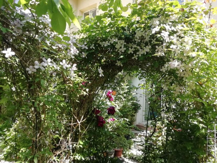  - Grădina 2020 continuare 1