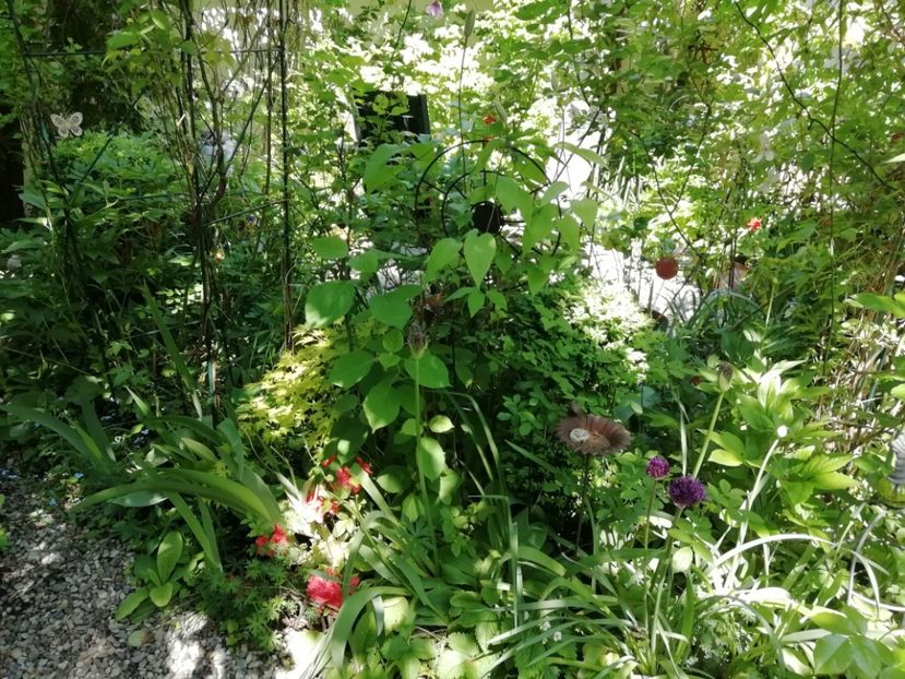  - Grădina 2020 continuare 1