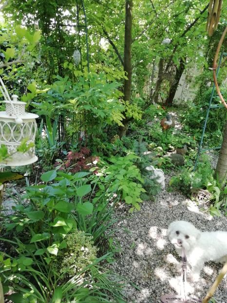  - Grădina 2020 continuare 1