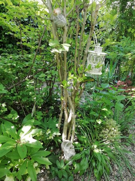  - Grădina 2020 continuare 1