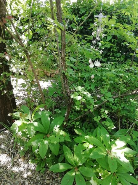  - Grădina 2020 continuare 1