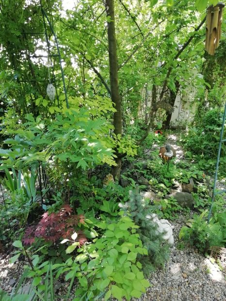  - Grădina 2020 continuare 1