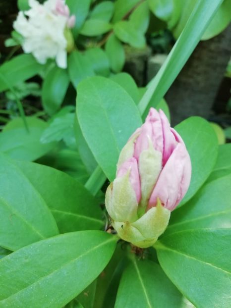  - Grădina 2020 continuare 1