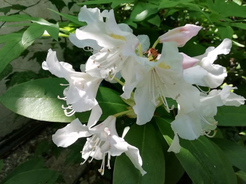  - Grădina 2020 continuare 1