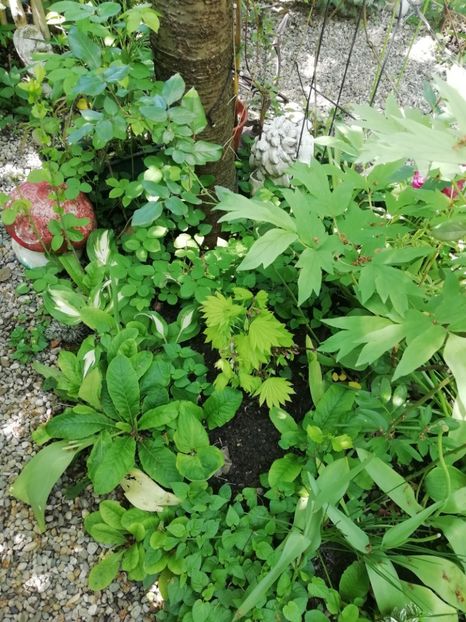  - Grădina 2020 continuare 1