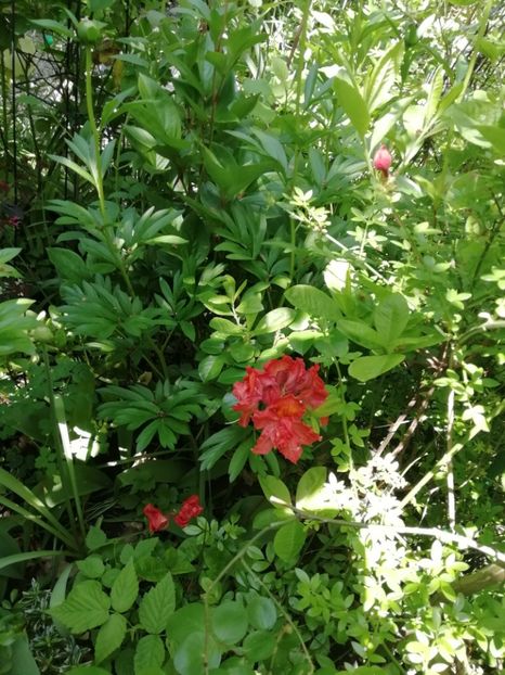  - Grădina 2020 continuare 1