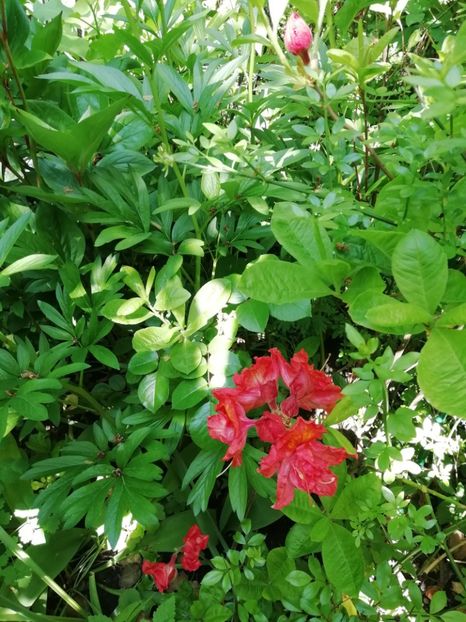  - Grădina 2020 continuare 1