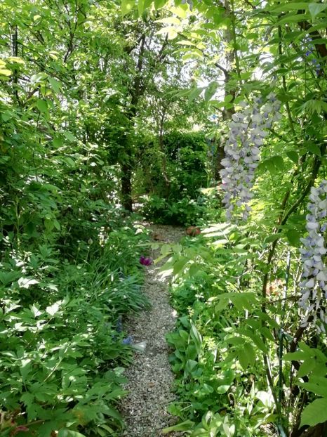  - Grădina 2020 continuare 1