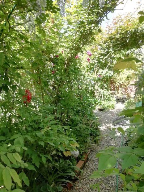  - Grădina 2020 continuare 1