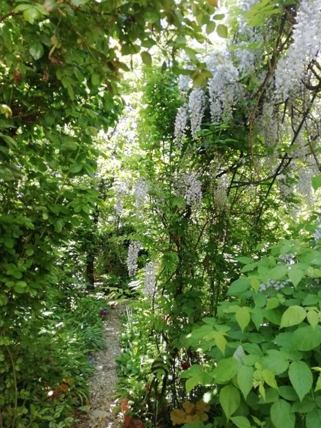  - Grădina 2020 continuare 1