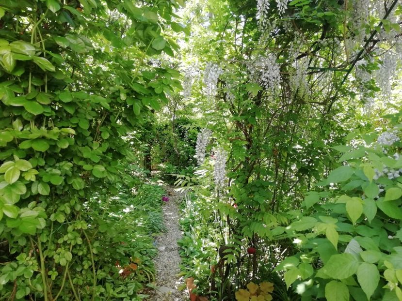  - Grădina 2020 continuare 1