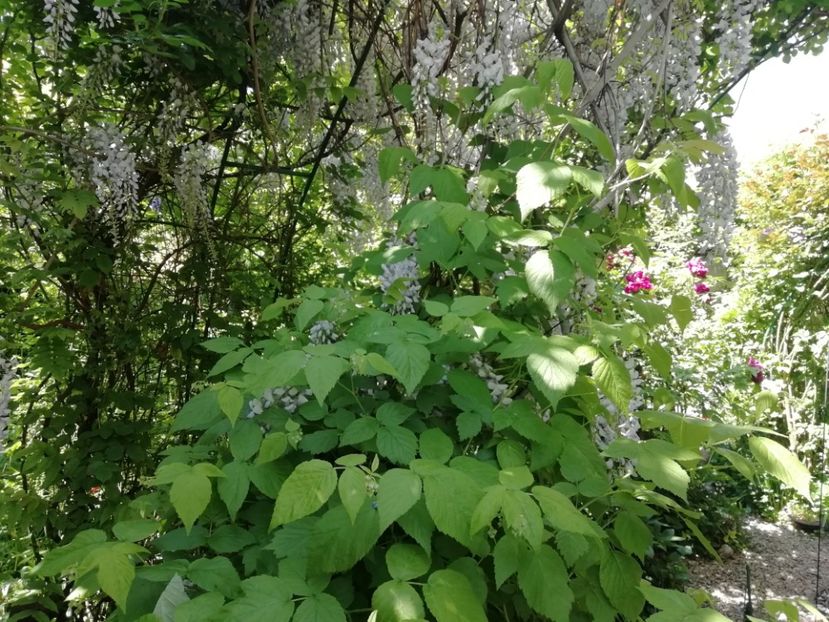  - Grădina 2020 continuare 1