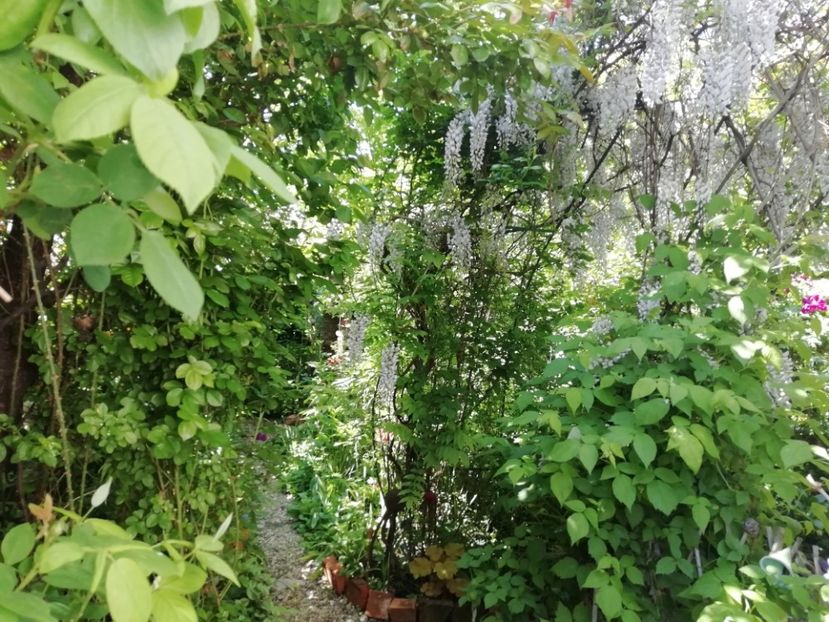  - Grădina 2020 continuare 1