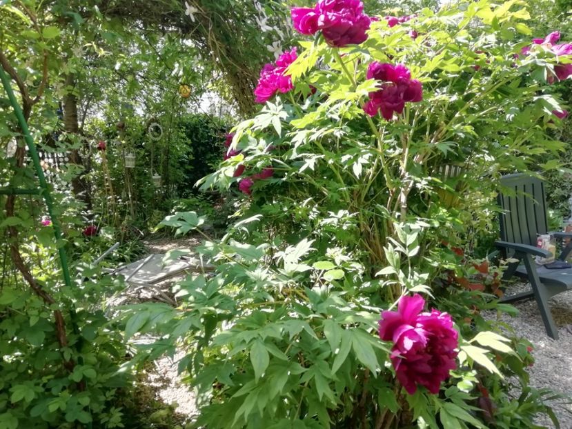  - Grădina 2020 continuare 1