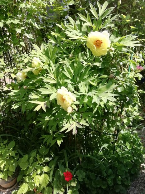  - Grădina 2020 continuare 1