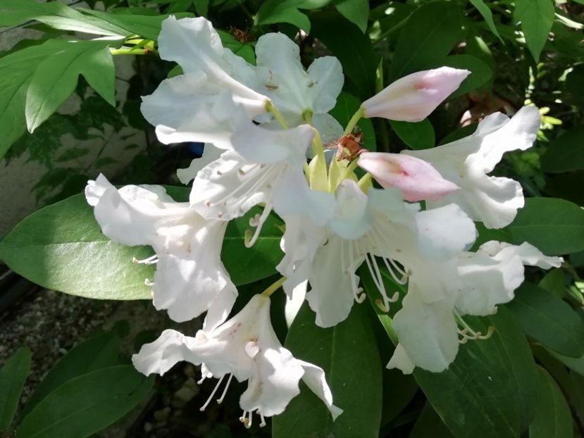  - Rhododendron