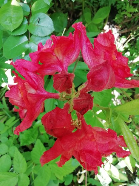 Azaleea Mollis Feuerwerk - Rhododendron