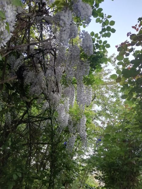  - Grădina 2020 continuare 1