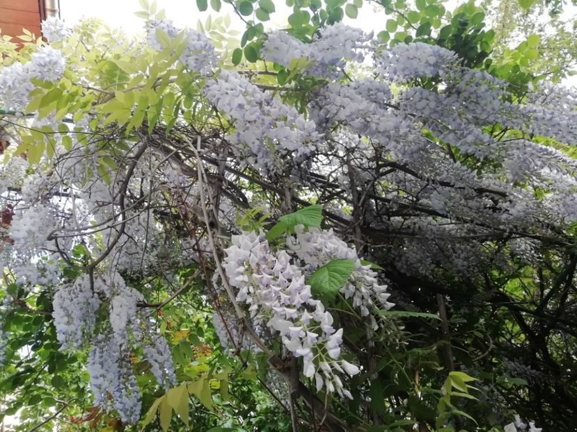  - Grădina 2020 continuare 1