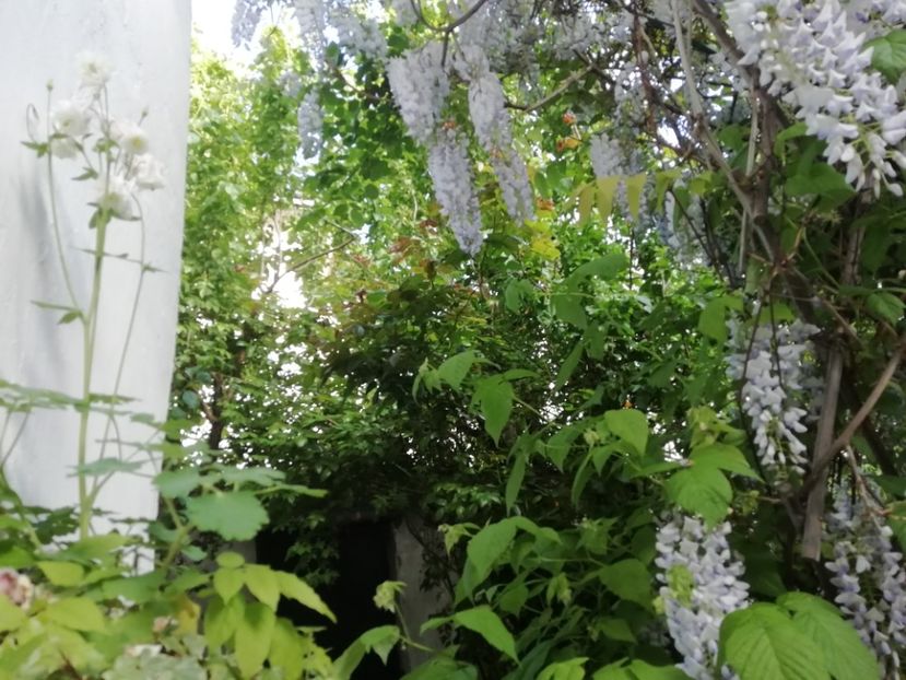  - Grădina 2020 continuare 1