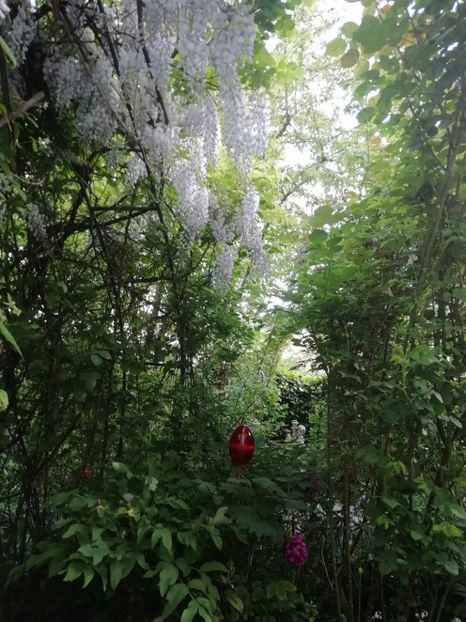  - Grădina 2020 continuare 1