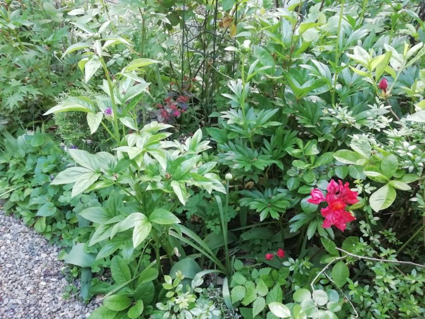  - Grădina 2020 continuare 1