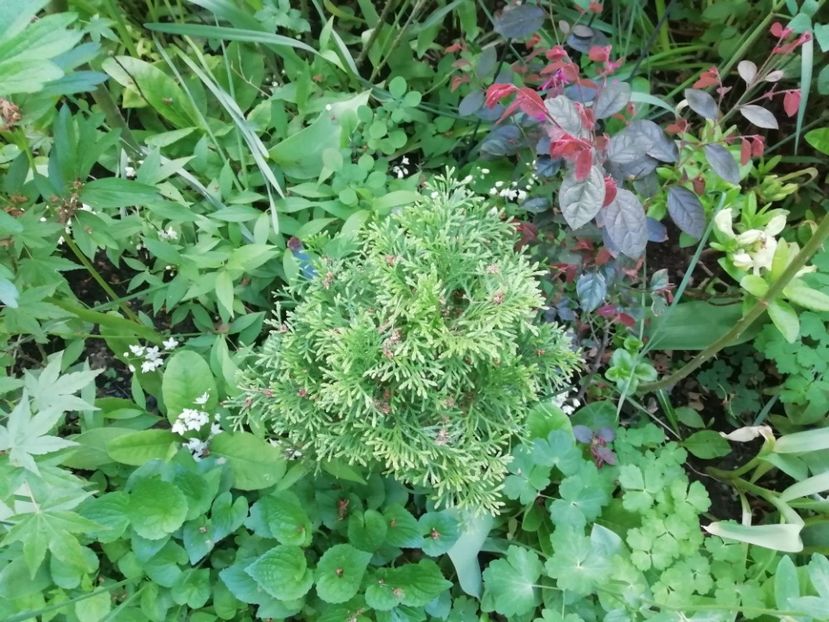  - Grădina 2020 continuare 1