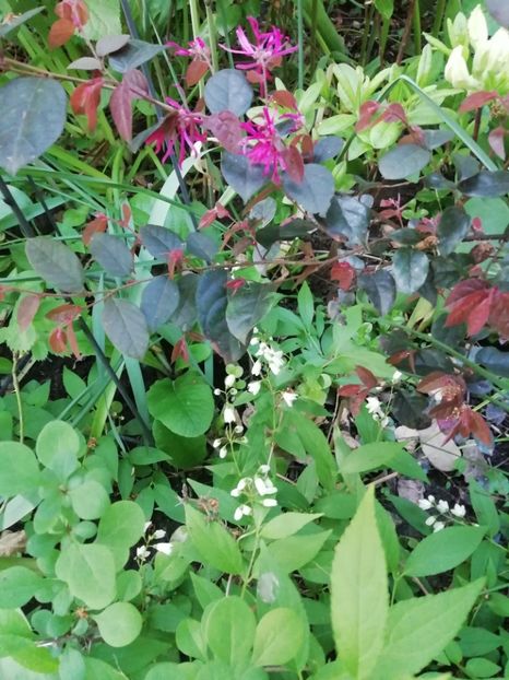  - Grădina 2020 continuare 1