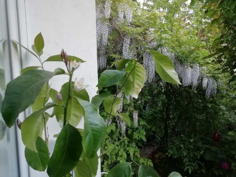  - Grădina 2020 continuare 1