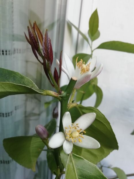  - Grădina 2020 continuare 1