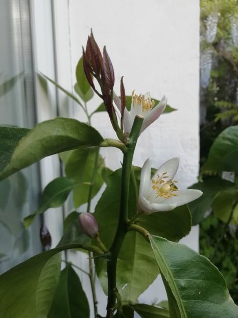  - Grădina 2020 continuare 1