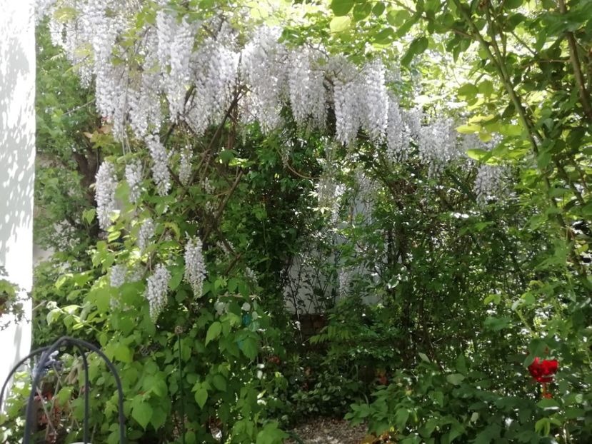  - Grădina 2020 continuare 1