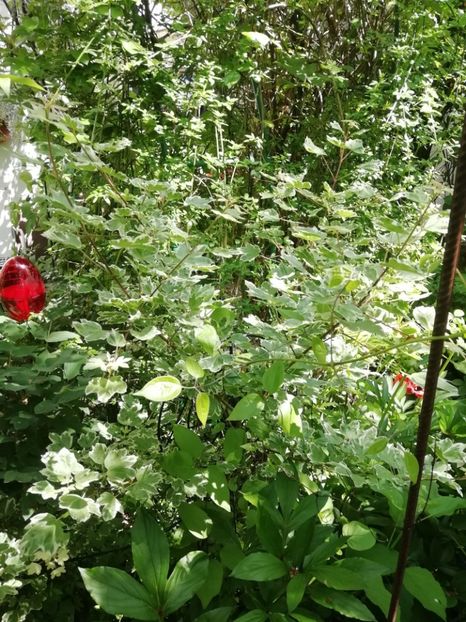  - Grădina 2020 continuare 1