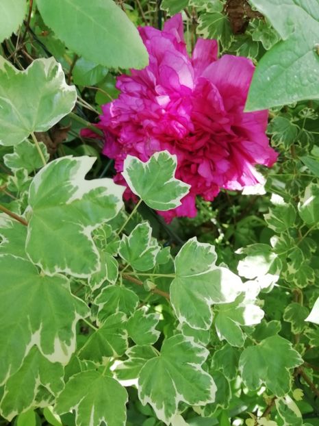  - Grădina 2020 continuare 1