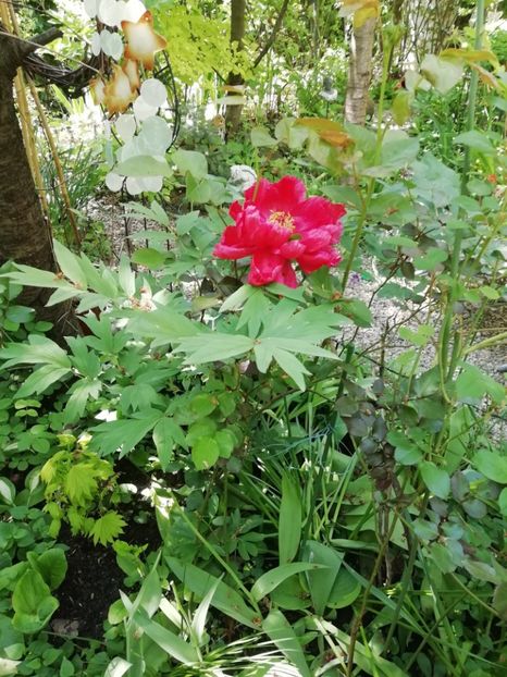  - Grădina 2020 continuare 1