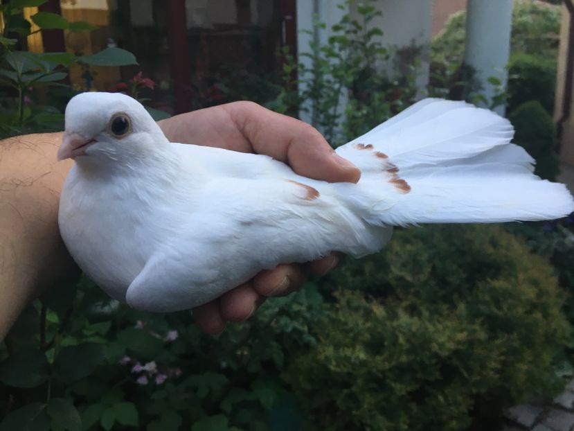 D2A0CE36-EDFD-4D20-A5C8-90A30A1B3852 - Orbeteni albi cu pete